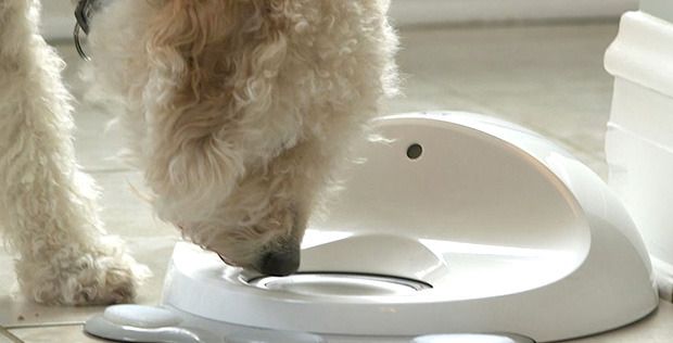CleverPet. Jocul interactiv care iti dreseaza cainele in timp ce esti la serviciu