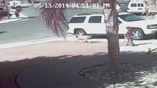 VIDEO INCREDIBIL! O pisică îşi salvează stăpânul din colţii unui câine 