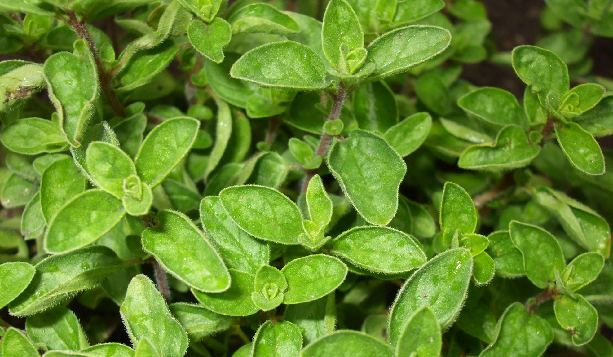 Cele mai puternice antibiotice naturale