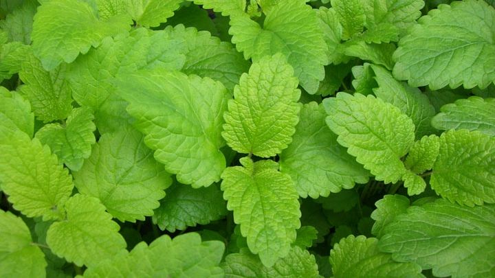 Mulţi cred că e o buruiană, dar această plantă minune tratează una dintre cele mai grave boli