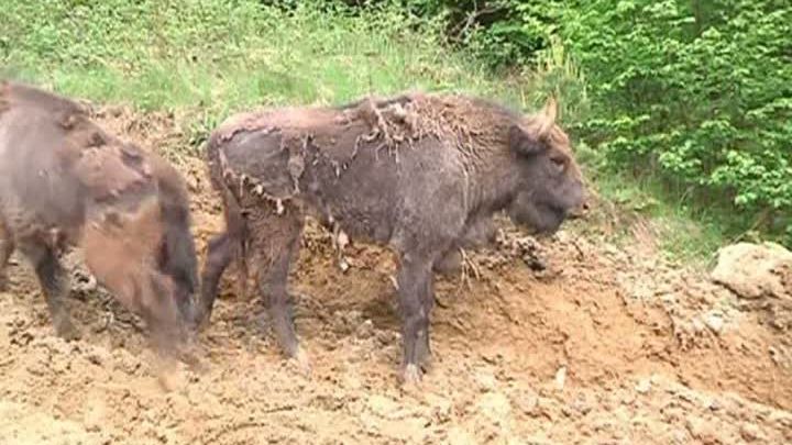 ZIMBRUL S-A ÎNTORS ÎN ROMÂNIA. Carpaţii, repopulaţi cu zimbri la 200 de ani de la dispariţie