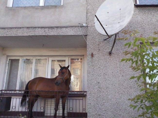 EXPLICAŢIA HALUCINANTĂ a bărbatului care ţinea un CAL pe BALCON