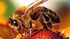 Ce faci dacă te înţeapă o albină. Marea greşeală pe care trebuie să o eviţi