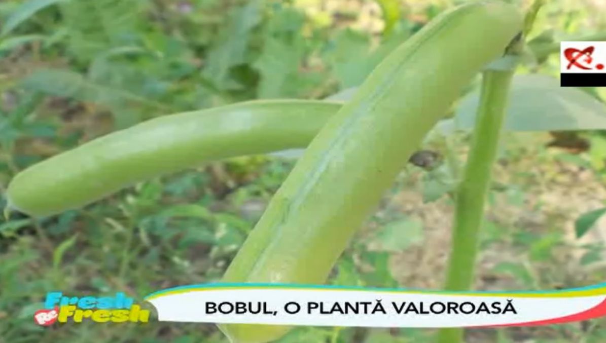 FRESH-REFRESH. Bobul, o legumă mai puțin consumată în România 