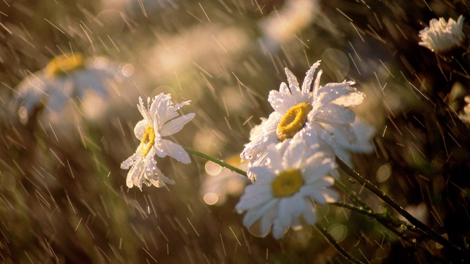 PROGNOZA METEO pentru două săptămâni. Vremea între 16 – 29 IUNIE 2014: vară cu temperaturi de TOAMNĂ