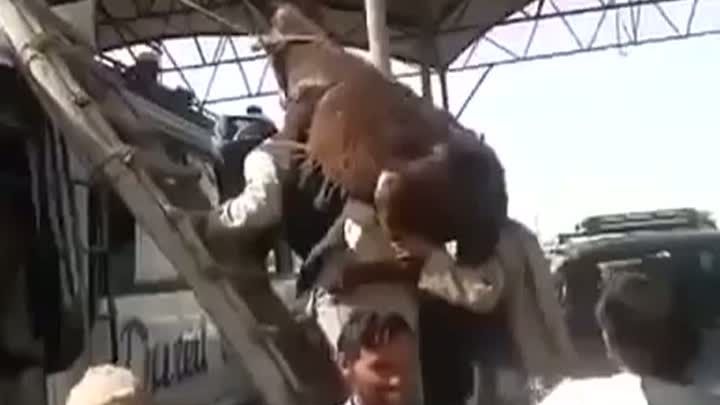 Imagini uluitoare: MĂGAR PRIPONIT PE AUTOBUZ