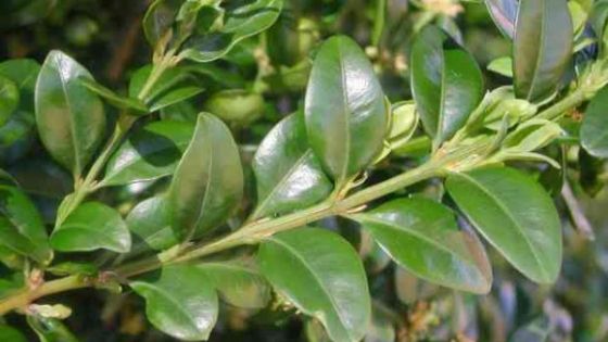 Planta minune care omoară celulele canceroase