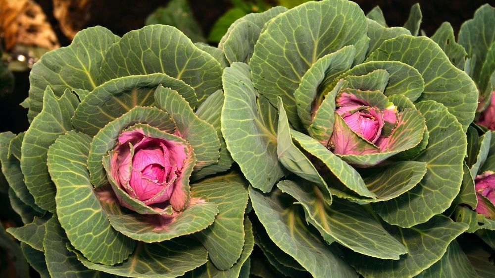 FRESH-REFRESH. Leguma vedetă a momentului, varza de Kale