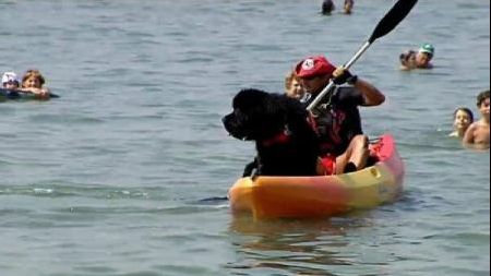 Bruno, primul câine salvamar din Spania