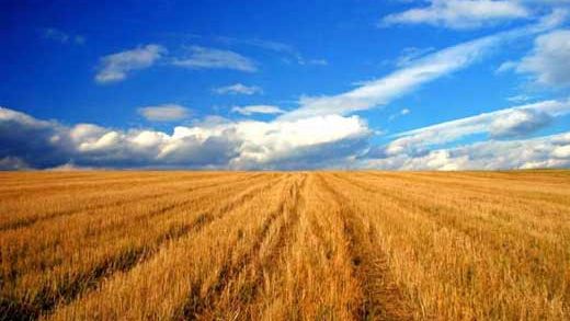 Cine sunt cei mai mari fermieri din România