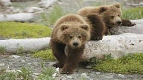 Trei urși, împușcați de autoritățile harghitate, marți noaptea./ Arhivă foto