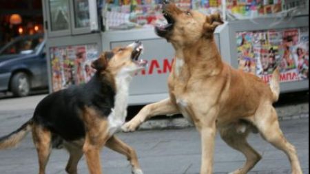 Explicații pentru moartea lui Ionuț, copilul sfâșiat de câini