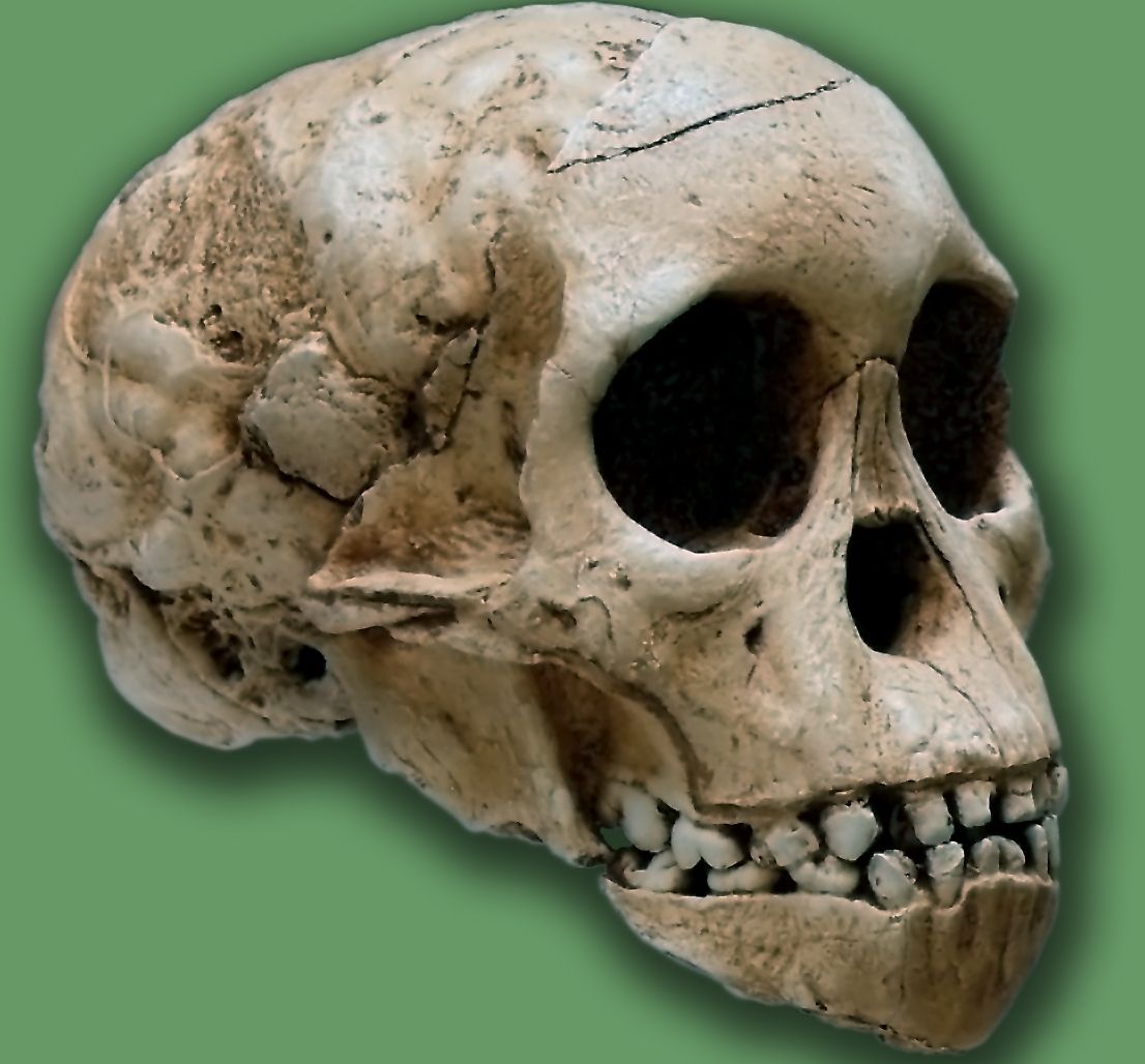 Craniul "copilului din Taung", vechi de 3 milioane de ani, nu are caracteristici umane