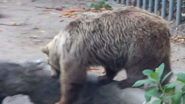 Un urs salvează o pasăre de la înec. IMAGINILE au ajuns rapid VIRALE pe Internet