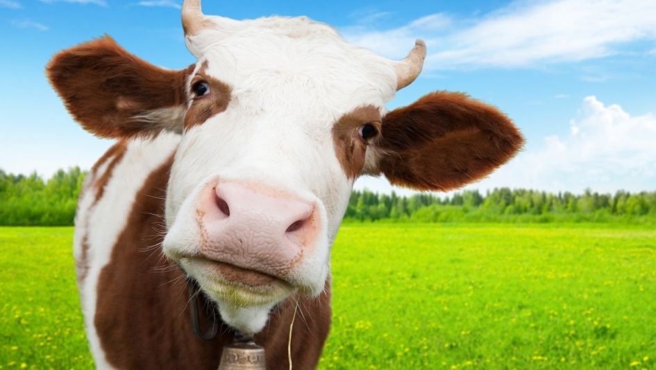 Focar de boala limbii albastre, confirmat şi în judeţul Brăila