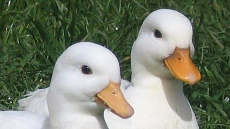 Ruşii au MILITĂRIA în sânge. VEZI cum îşi STRÂNGE raţele din ogradă un fermier rus