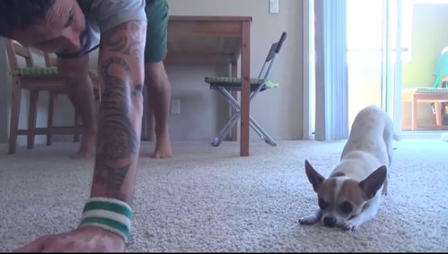 Cățelul care face Yoga! Ce ar spune Guru Bivolaru despre asta?