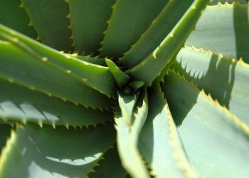 5 PLANTE VINDECĂTOARE pe care trebuie să le ai în casă