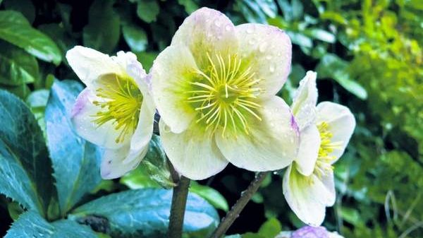 Misterioasa plantă ANTICANCERIGENĂ din România