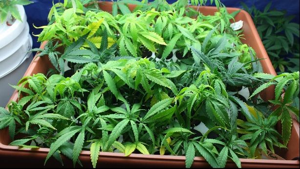 Cultură de canabis descoperită de poliţişti în Neamţ. 1,5 kilograme de droguri vândute într-un an