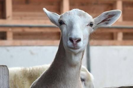 "Capro-oaia", primul animal hibrid rezultat din încrucișarea unui țap cu o oaie 