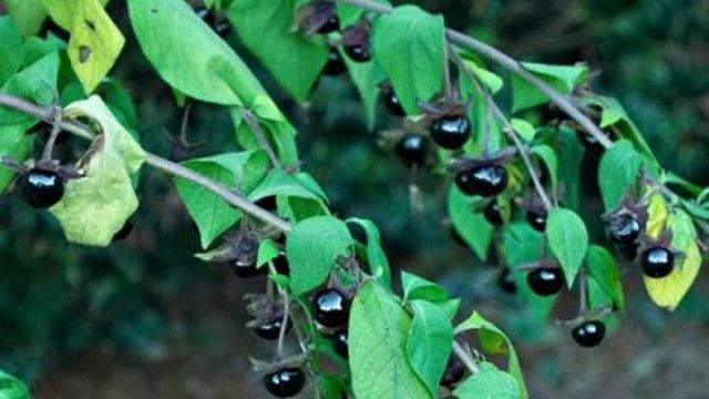 Au confundat mătrăguna cu murele şi au mâncat cu încredere. Ce s-a întâmplat