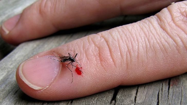 MII DE ŢÂNŢARI INFECTAŢI cu o bacterie, ELIBERAŢI