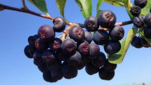 Fructele de aronia, o nouă speranta în lupta împotriva cancerului