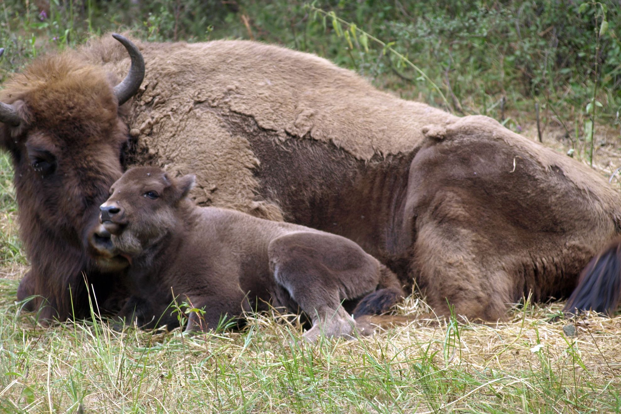 Încă un zimbru a murit în Rezervaţia din Pădurea Slivuţ – Haţeg 