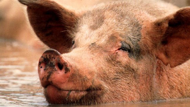 Porcul care a înfuriat un cartier întreg