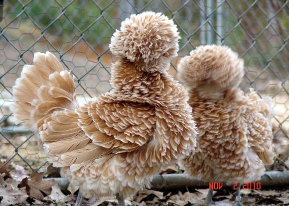 Animale care au trecut pe la coafor