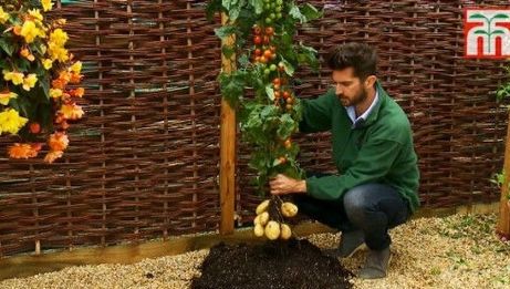 Planta 100% naturală care produce roşii şi cartofi pe acelaşi fir