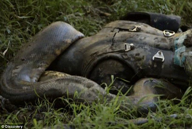 VIDEO Momentul ŞOCANT în care un om se lasă mâncat de o ANACONDA uriaşă