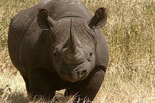 Premieră în ultimii 18 ani: Un pui de rinocer negru s-a născut la grădina zoologică din Zurich