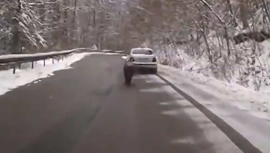 Apariţie ŞOC pe o şosea din România. Creatura care i-a ULUIT pe şoferi