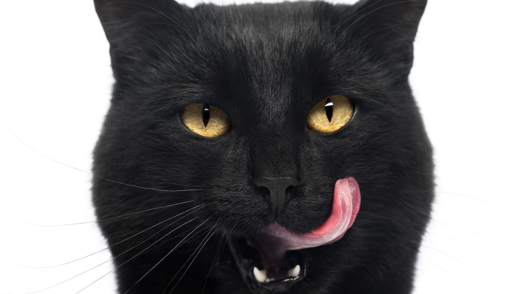 Vampiri energetici: Care sunt trăsăturile unui animal–vampir?