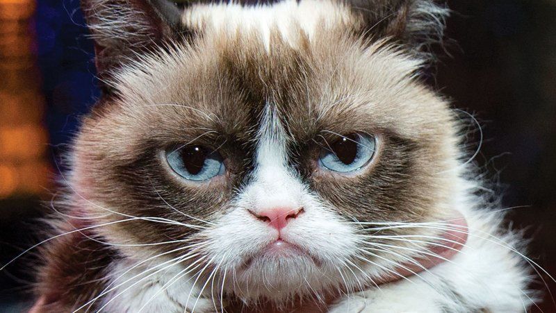 GRUMPY CAT, pisica faimoasă pe internet, i-a adus proprietarei 100 de MILIOANE de DOLARI, în 2 ani