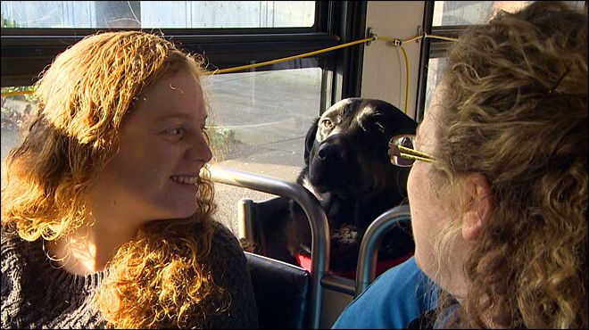Un câine călătorește zilnic cu autobuzul