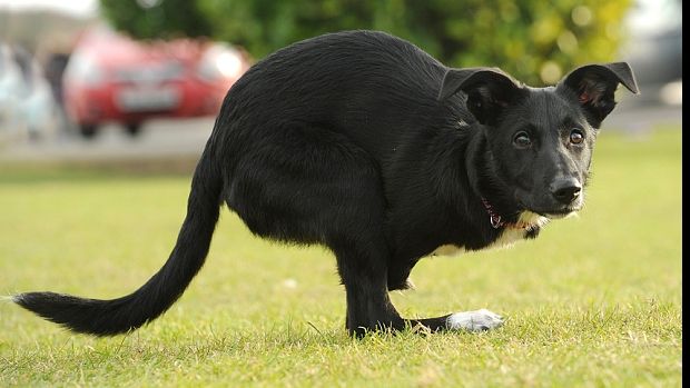 Un câine-cangur face senzație în Marea Britanie 