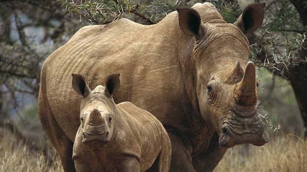 Una dintre cele mai cunoscute specii de animale, pe cale de dispariţie - "Situaţia e devastatoare!"