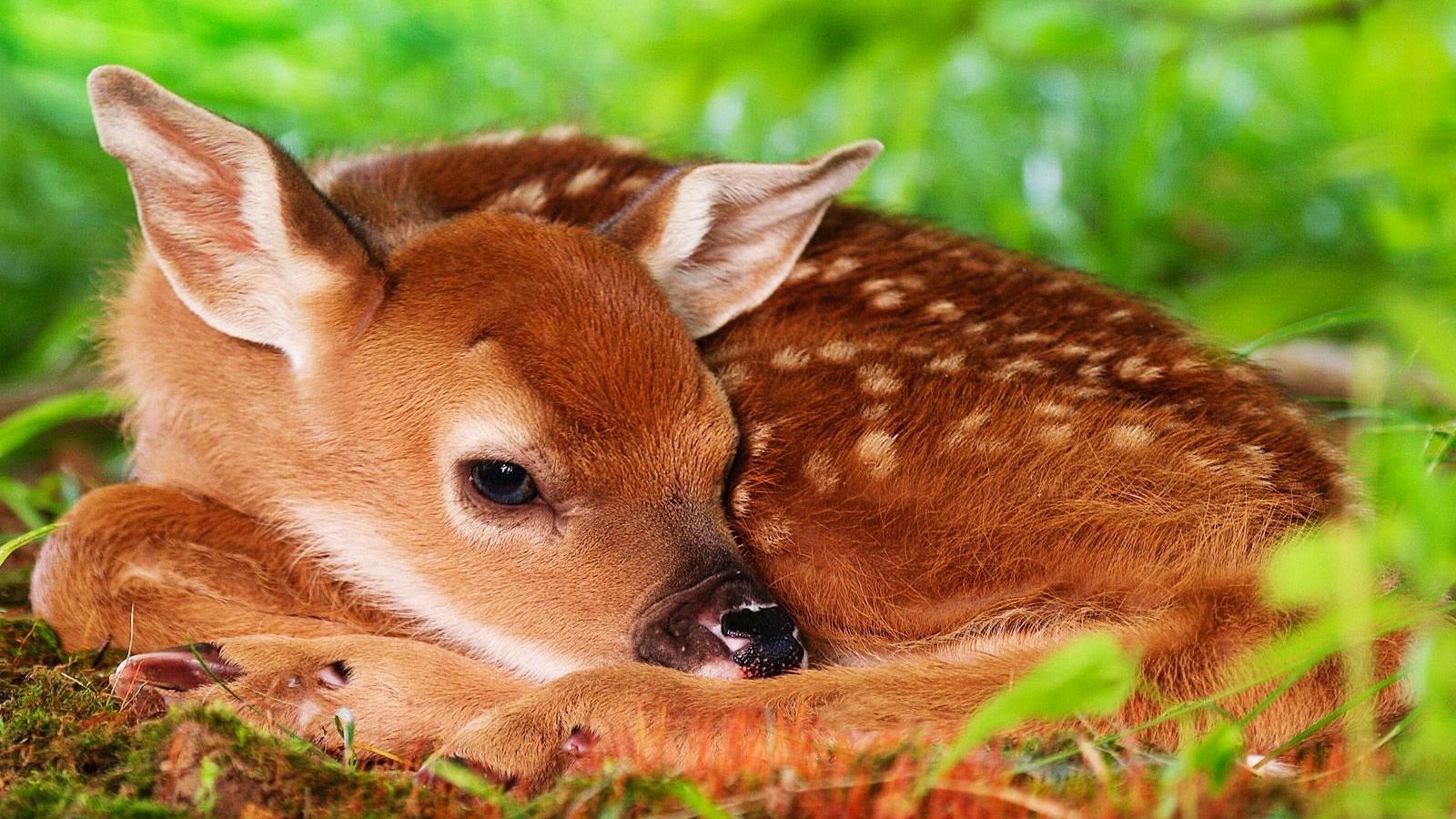 Salvați-o pe Bambi! Aventura lui Andrei în țara căprioarelor