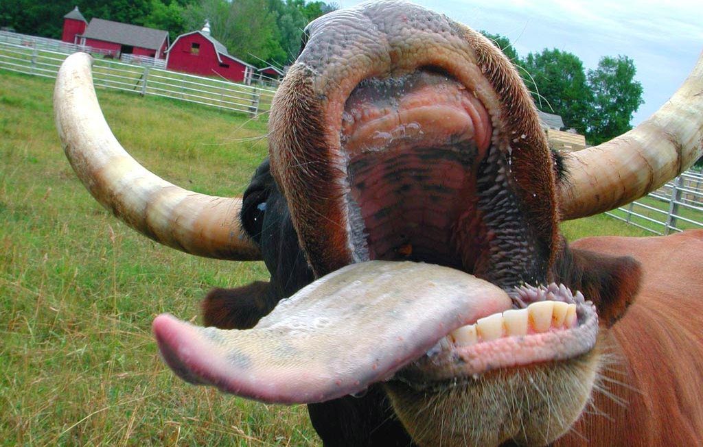 Rusia susţine că a creat vaca "anti-criză". Poate rezista o iarnă fără mâncare