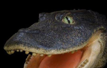 Descoperire uluitoare în Peru. Ce spun oamenii de ştiinţă