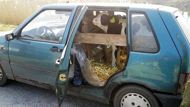 Ce au descoperit poliţiştii în maşina unui fermier: "Nu înţelegem cum a încăput"