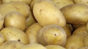 Ce boli tratează cartoful. Cum să îl foloseşti