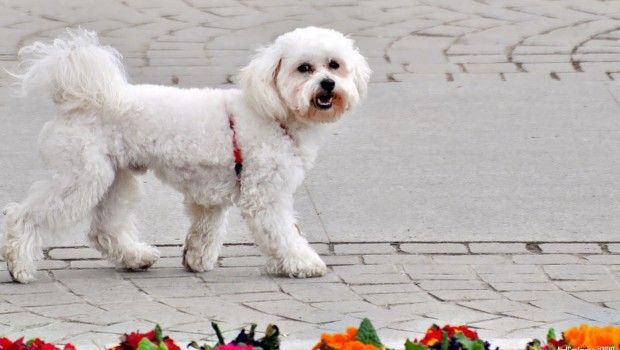 Amenzi drastice pentru posesorii de animale care lasă mizerie pe domeniul public