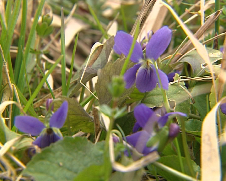 Sugestie pentru weekend. Unde puteți vedea orhidee rare