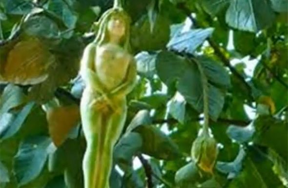 Narilatha, cea mai controvesată floare din lume: seamănă cu o femeie și face minuni