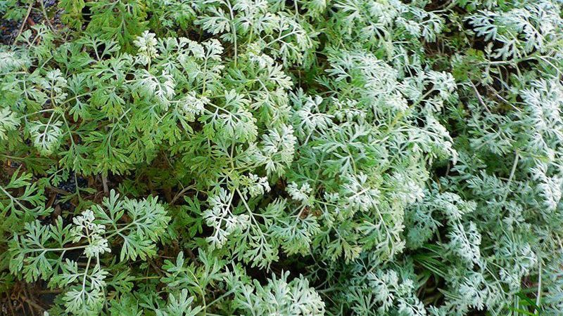 Oamenii de știință au descoperit planta care poate ucide 98% din celulele canceroase în 16 ore 
