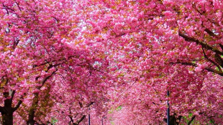 Tradiții și obiceiuri de Florii. Ce ai voie și nu ai voie să faci